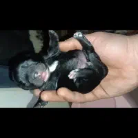 واگذاری توله اشپیتز