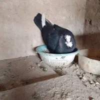 کفتر|پرنده|گلباف, |دیوار