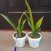 گل سانسوریا دیفن شفلرا قاشقی یوکا گلدان و غیره و|گل و گیاه طبیعی|اسلامآباد غرب, |دیوار