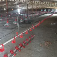 اجرا و مونتاژ کامل سیستم های مرغداری|خدمات پیشه و مهارت|کاشمر, |دیوار