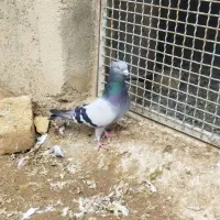 کفتر|پرنده|ساروق, |دیوار