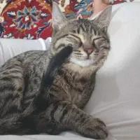 گربه ۸ماهه ماده|گربه|الیگودرز, |دیوار