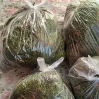 خزه جنگل تر و تازه