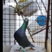 دورگ های درجه یک