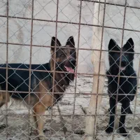 سگ ژرمن قشنگ|سگ|بجنورد, |دیوار