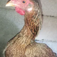 مرغ|حیوانات مزرعه|سراوان, |دیوار