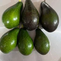 فروش اواکادو