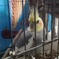 عروس هلندی با قفس|پرنده|گرگان, |دیوار