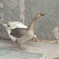 حیوانات خانگی