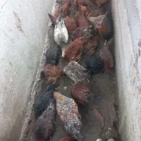 مرغ محلی|حیوانات مزرعه|زرگرشهر, |دیوار