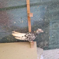 کبوتر رنگی . طوقی . دمسفید|پرنده|شاهینشهر, شهرک میلاد|دیوار