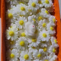 گیفت عروس تولد