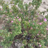 باغچه، نسیم شهر، خیرآباد، جنب شهرک صنعتی