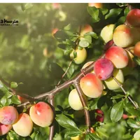 باغچه سنددار|فروش زمین و ملک کلنگی|چهاردانگه (تهران), |دیوار