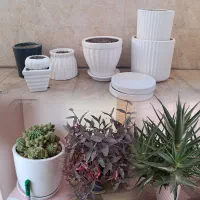 گل طیبعی و گلدان