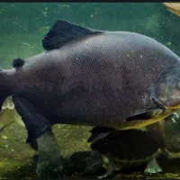 ماهی پیرانا