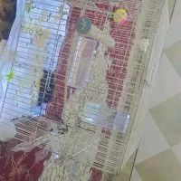 وسایل قفس و وسایل بازی نو|لوازم جانبی حیوانات|ایرانشهر, |دیوار