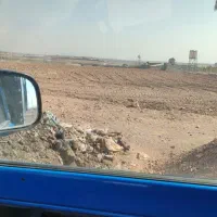 گندم علفه شده مخصوص دام