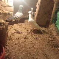 کبوتر جفتی و پرشی