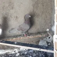 کفتر|پرنده|فولادشهر, B2|دیوار