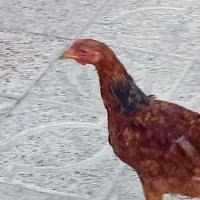 جوجه