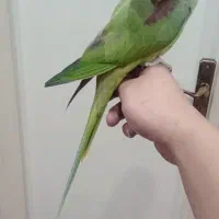 شاه طوطی اسکندر/ نر