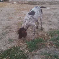 واگذاری توله شکاری|سگ|دلند, |دیوار