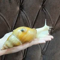 بچه حلزون ۲۰ روزه