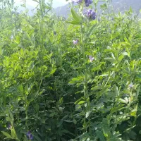 یونجه|گل و گیاه طبیعی|چاه مرید, |دیوار