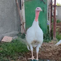 توزیع گوشت گرم بوقلمون پرواری زنده و کشتار