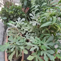 گل کاکتوس سانسوریا گندمی درخت انجیر پتروس