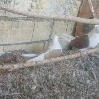 یک جفت پشدار|پرنده|میانه, |دیوار