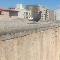 کبوتر