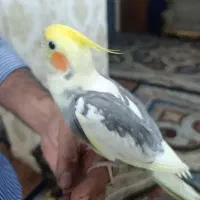 عروس هلندی ابلغ دستی|پرنده|قم, چهل اختران|دیوار