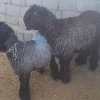 بره قوچی|حیوانات مزرعه|میانکوه, |دیوار