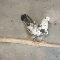 کبوتر غریبه|پرنده|نقده, |دیوار