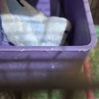 مرغ عشق سر تخم|پرنده|مسجد سلیمان, |دیوار