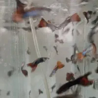 ماهی گوپی|ماهی|مشهد, امیریه|دیوار