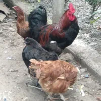 غاز محلی ماده یک عدد