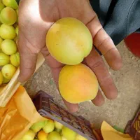 زردالو شیلانه