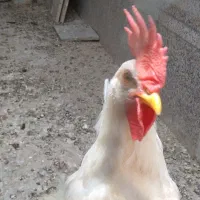 نوچه مرغ و خروس جوان