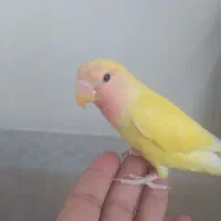 کوتوله .عروس.فنچ|پرنده|بیرجند, |دیوار