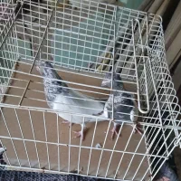 کفتر|پرنده|ساروق, |دیوار