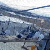 کبوتر کفتر|پرنده|شیراز, شهرک قمشه|دیوار