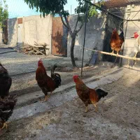 خروس نژاد دار و گوشتی