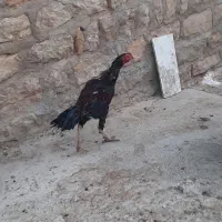 خروس لاری|حیوانات مزرعه|جوانرود, |دیوار