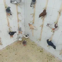 کفتر