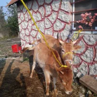 گاو وگوساله ماده چالوسی اصیل     لیشه ورزا|حیوانات مزرعه|رشت, حومه رشت|دیوار