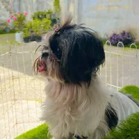 شیتزو عروسکی ماده