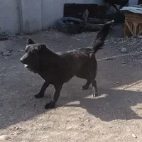 واگذاری سگ